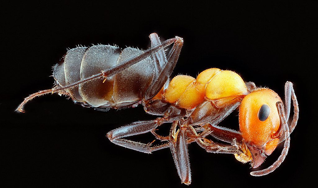 Ant Control service in Austin, TX