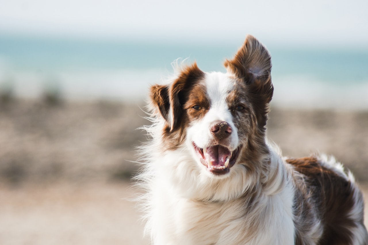 Flea & Tick Control service in Austin, TX