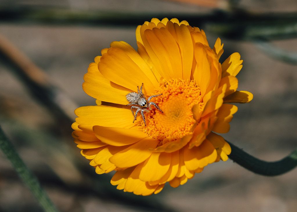 Spider Control service in Austin, TX